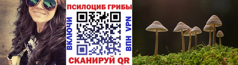 Галлюциногенные грибы Psilocybe  Терек 